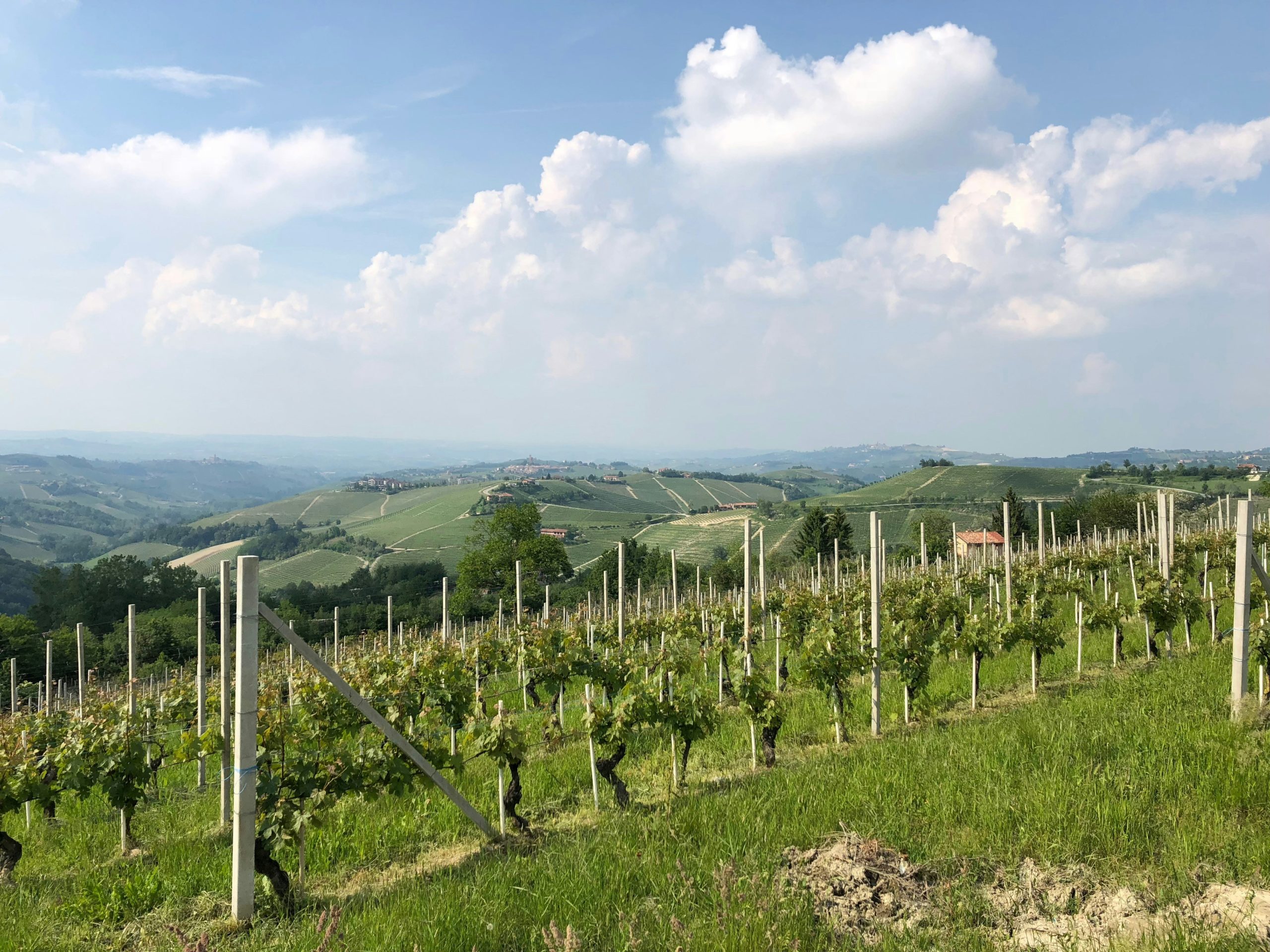 Wine producers Piemonte